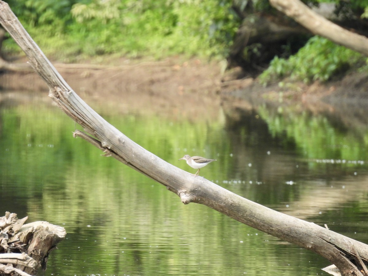 Spotted Sandpiper - ML599460171