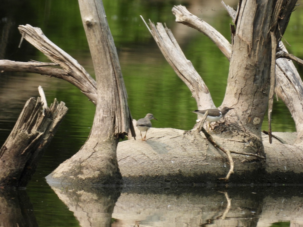 Spotted Sandpiper - ML599460191