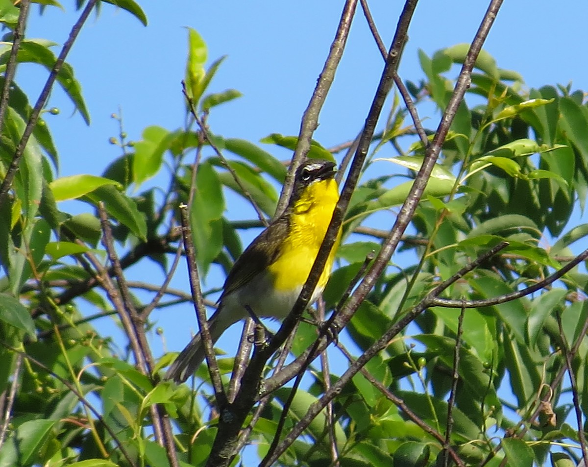 Yellow-breasted Chat - ML59946291