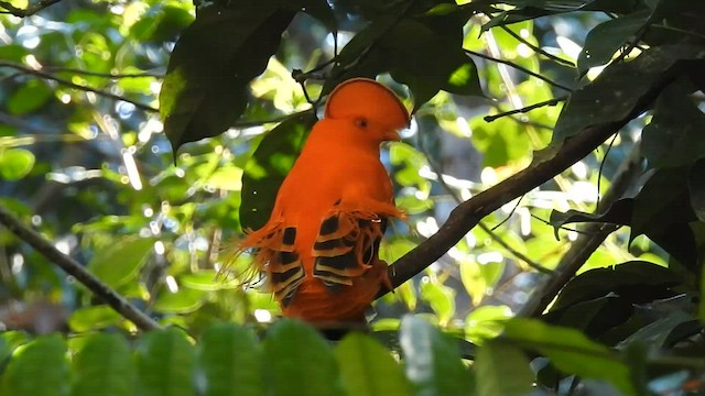 Coq-de-roche orange - ML599463781