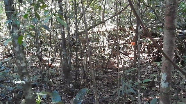 Guianan Cock-of-the-rock - ML599463951