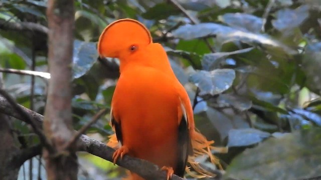 Guianan Cock-of-the-rock - ML599464091