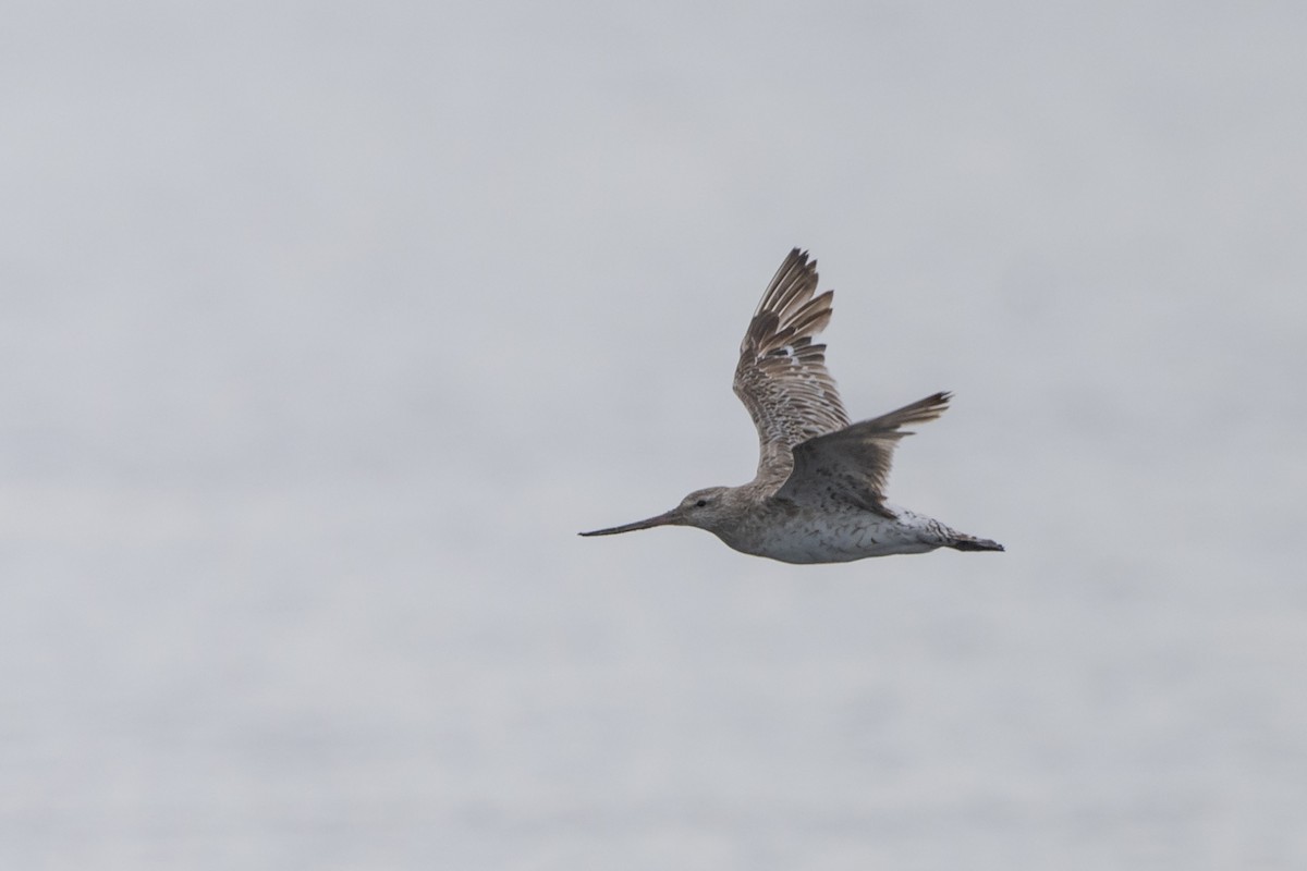 Bar-tailed Godwit - Jason Dain