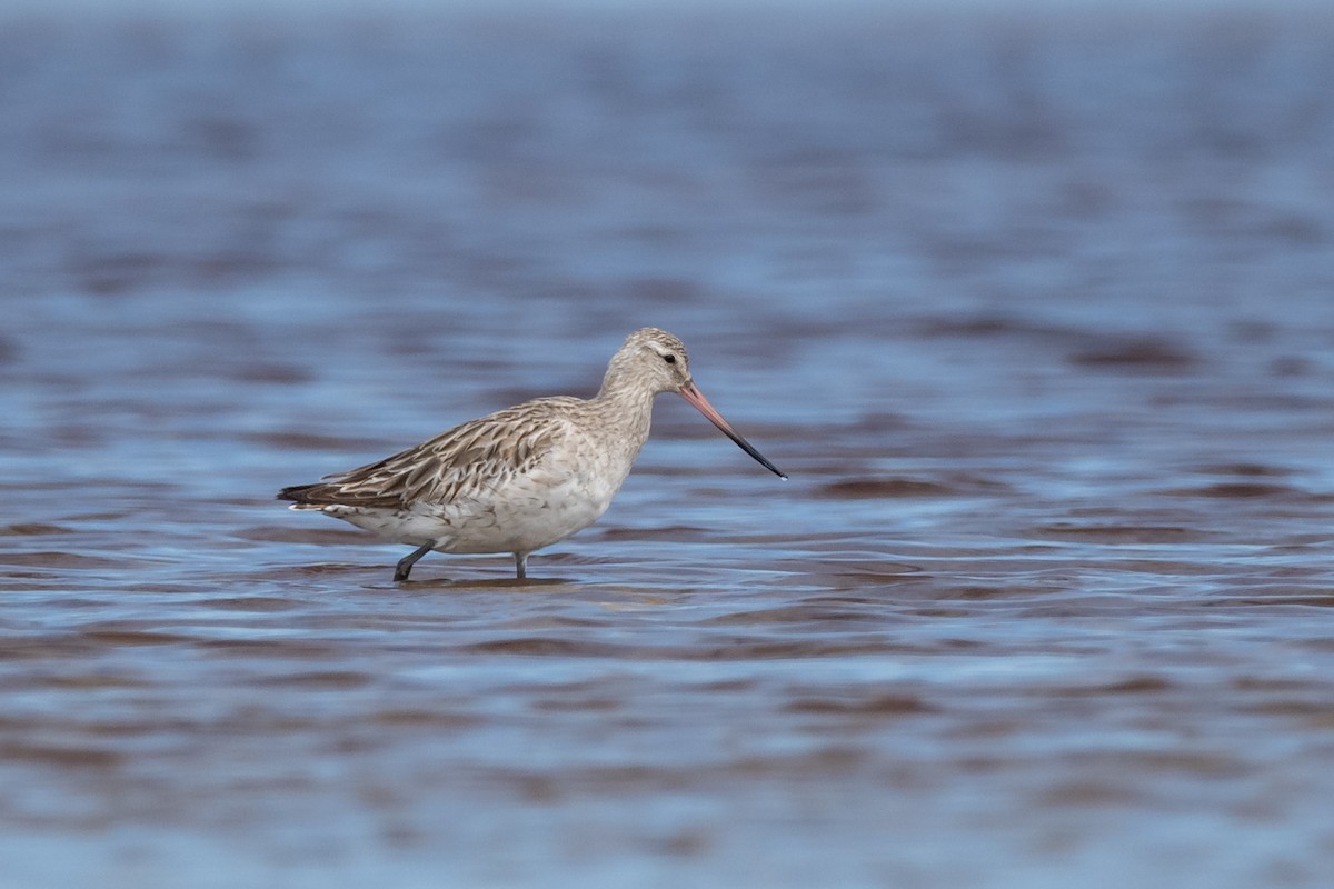 Bar-tailed Godwit - ML599465611