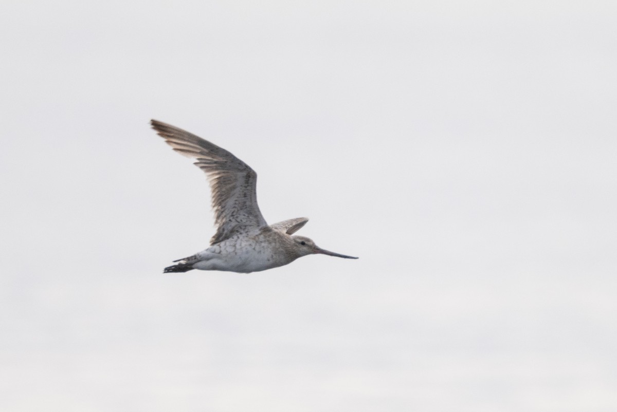 Bar-tailed Godwit - Jason Dain