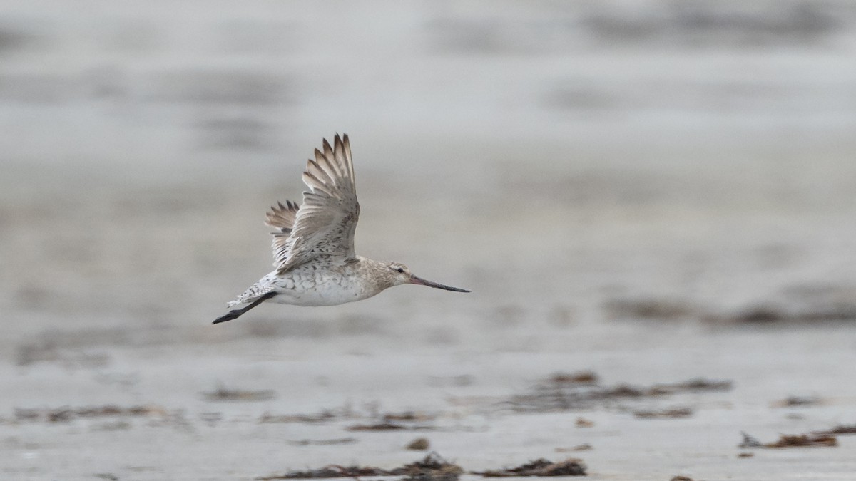 Bar-tailed Godwit - Jason Dain