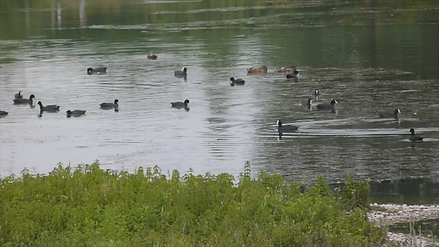 Eurasian Coot - ML599465731