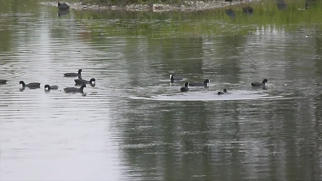 Eurasian Coot - ML599465741