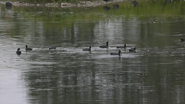 Eurasian Coot - ML599465751