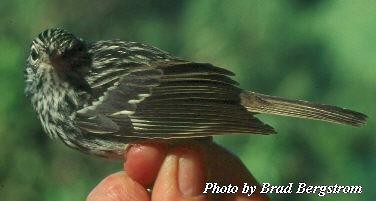 Arrowhead Warbler - ML59946691