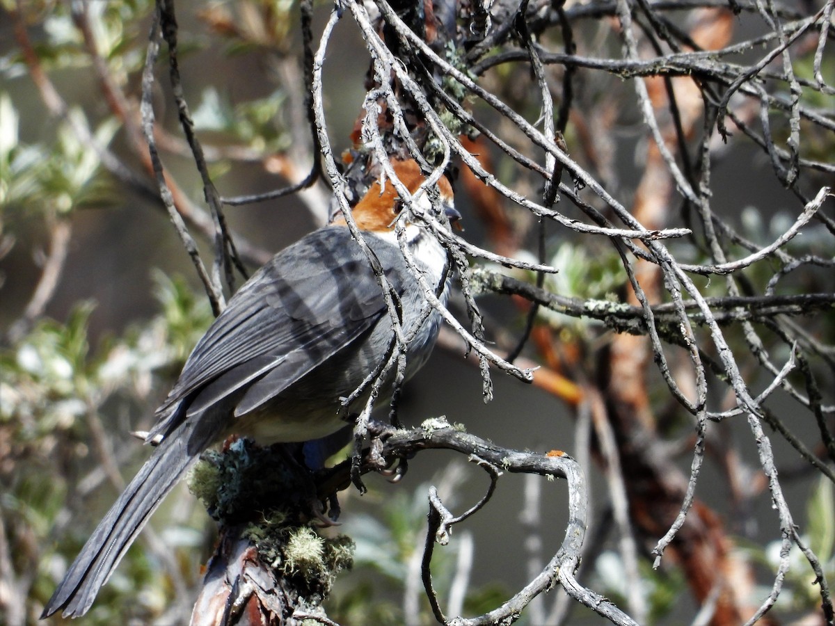 Rufous-eared Brushfinch - ML599467001