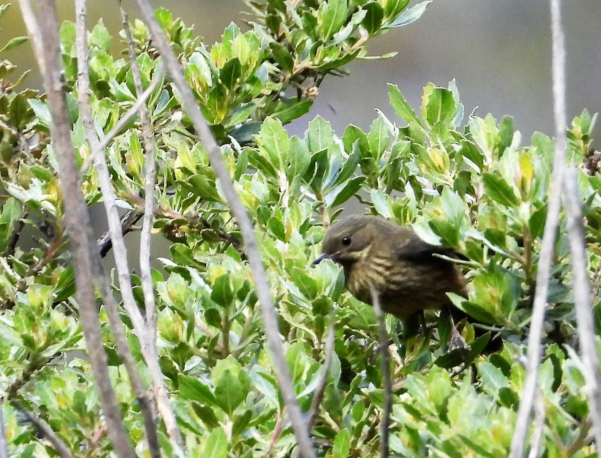 Black-throated Flowerpiercer - ML599467061