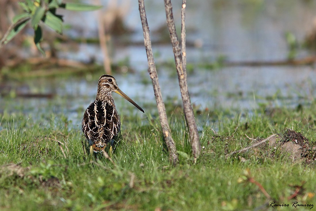 Pantanal Snipe - ML599467181