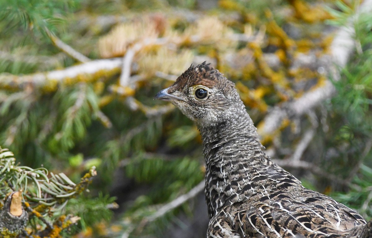 Dusky Grouse - ML599467471