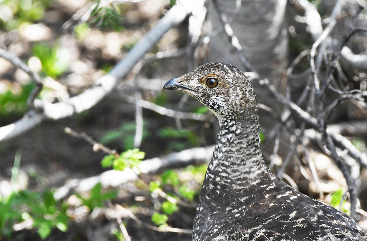 Dusky Grouse - ML599467481