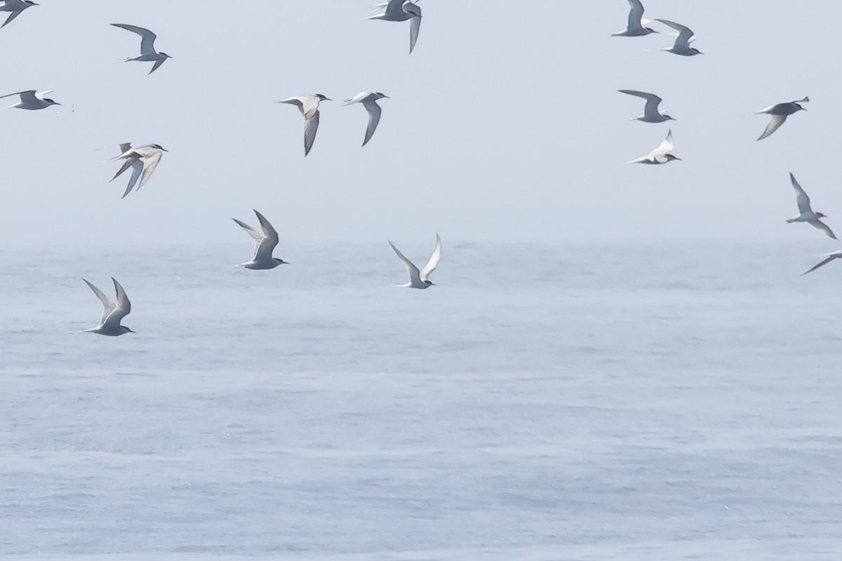 Arctic Tern - ML599467521