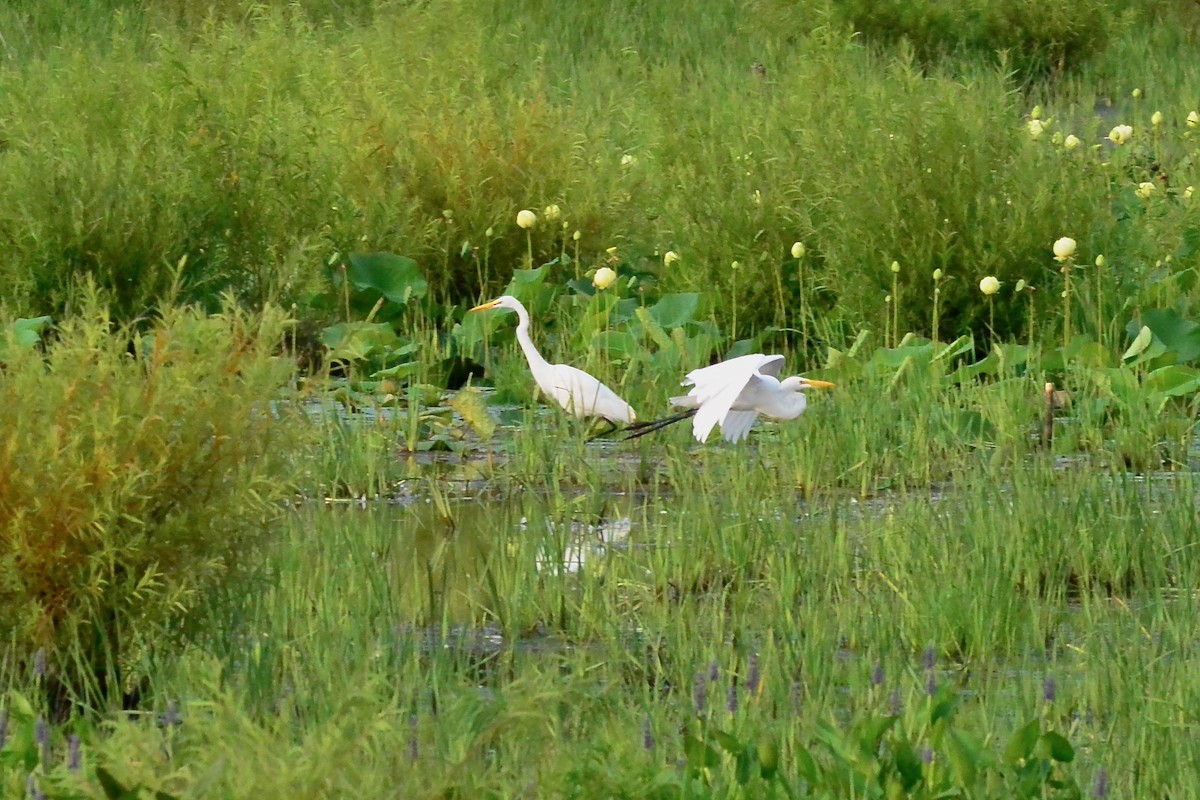 Great Egret - ML599467811