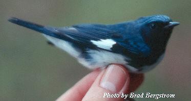 Black-throated Blue Warbler - Brad Bergstrom