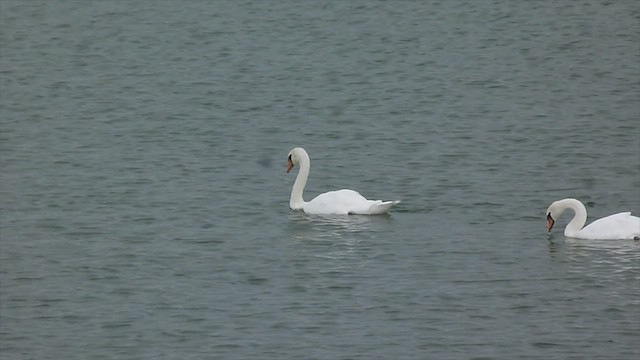 Mute Swan - ML599468181