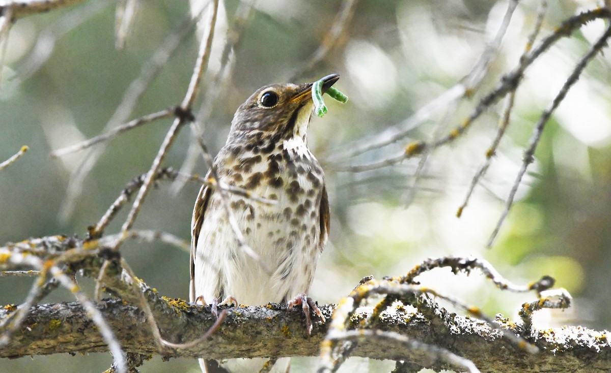 Swainson's Thrush - ML599468321