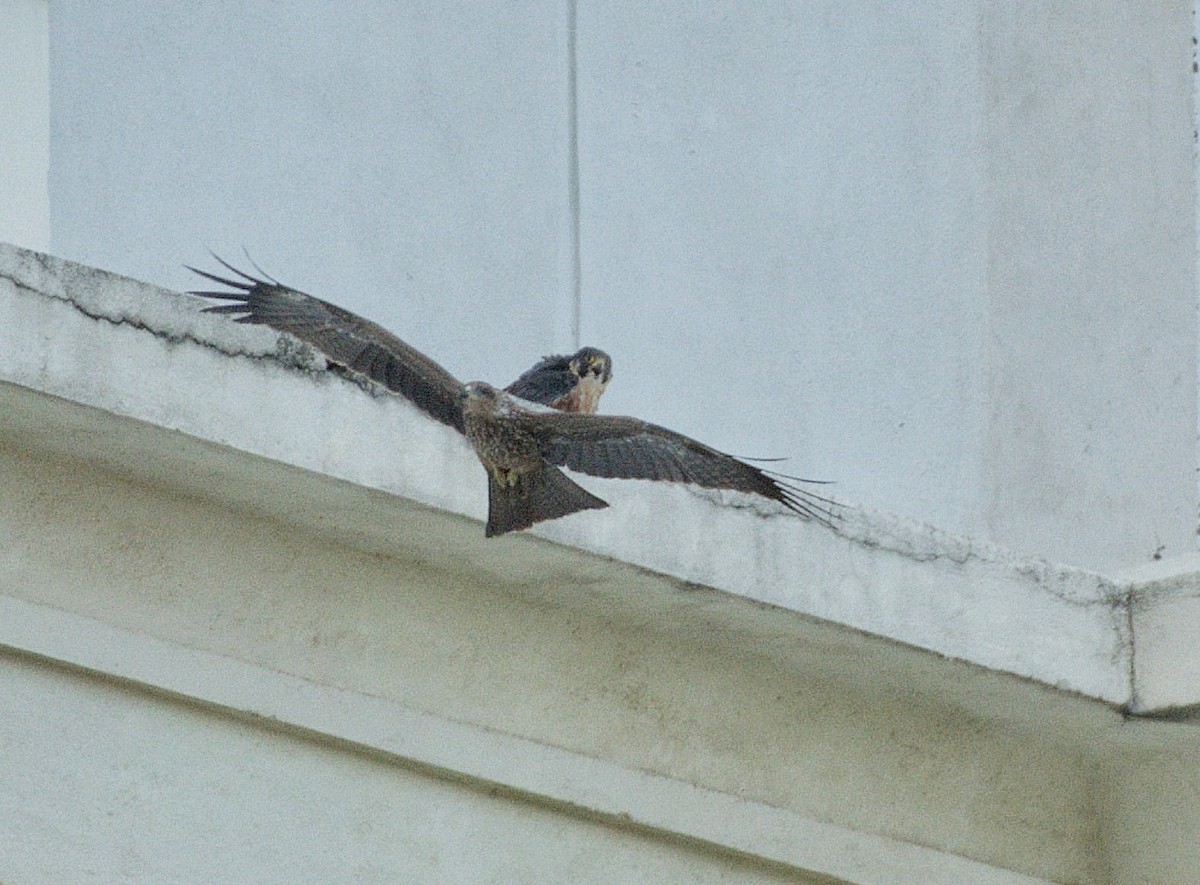 Peregrine Falcon (Shaheen) - Gnanaskandan Kesavabharathi