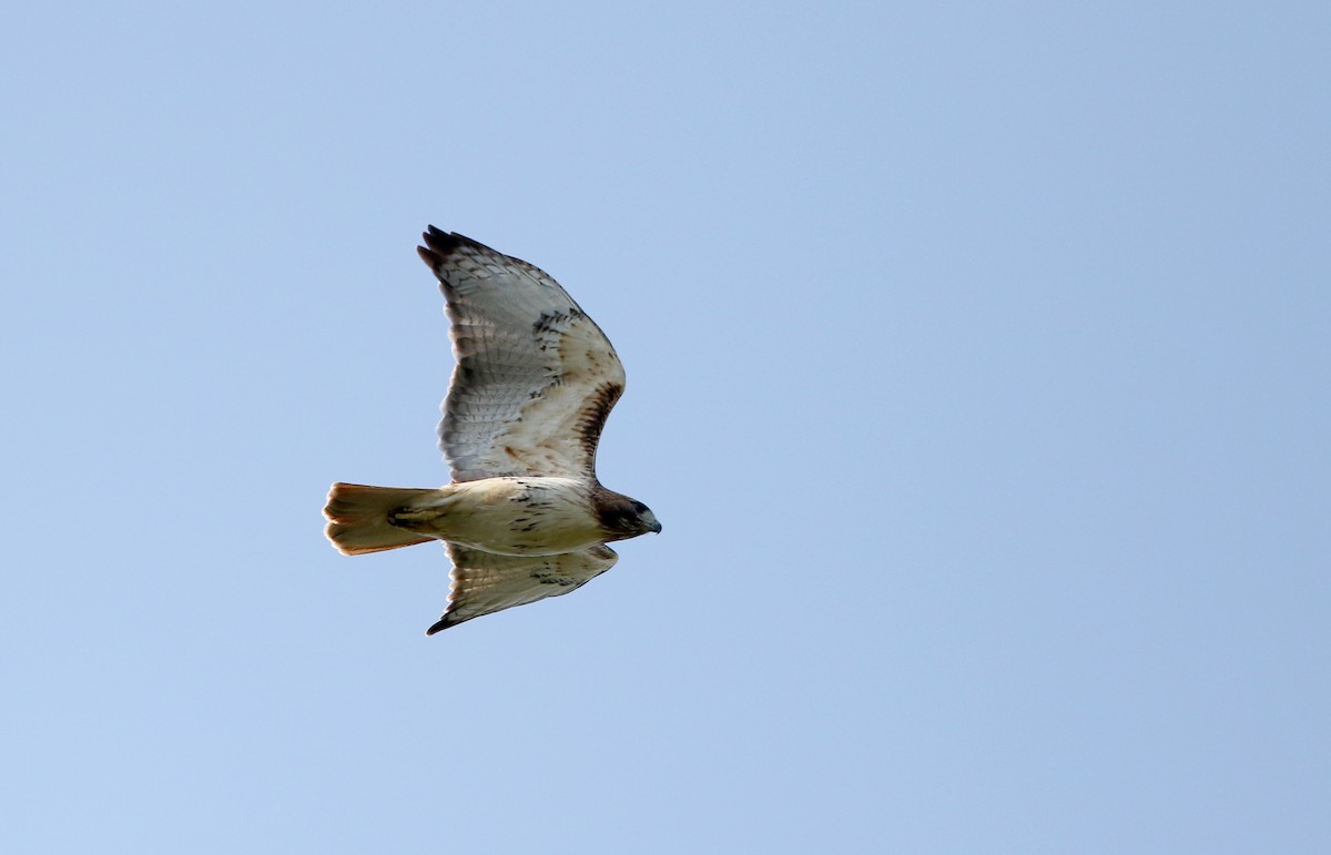 Red-tailed Hawk (borealis) - ML59946931