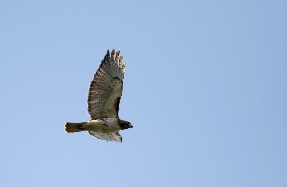 Red-tailed Hawk (borealis) - ML59946941