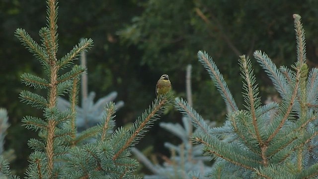 Cirl Bunting - ML599469601