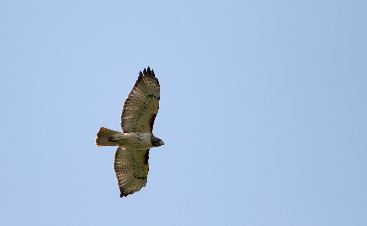 Red-tailed Hawk (borealis) - ML59946971