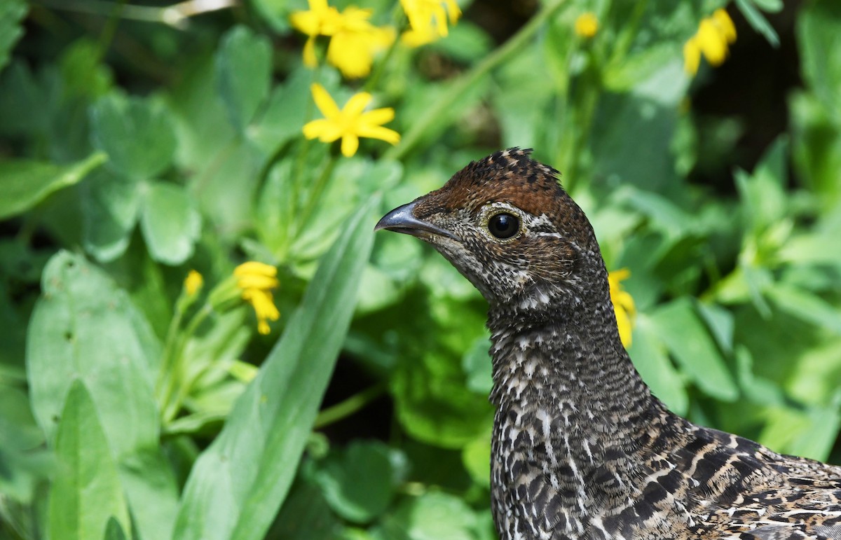 Dusky Grouse - ML599470031