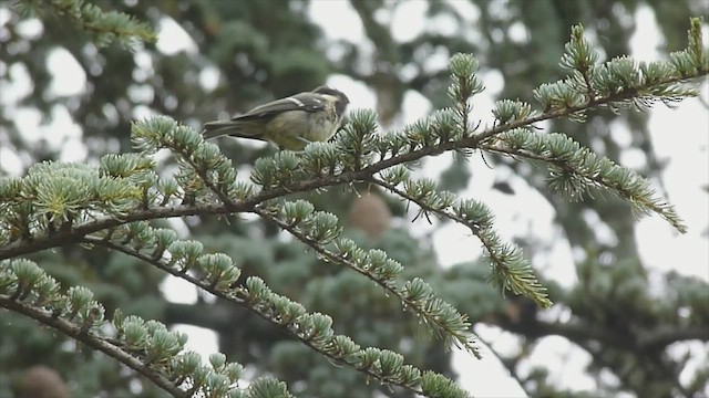 ヒガラ - ML599470281