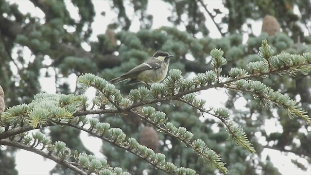 ヒガラ - ML599470291