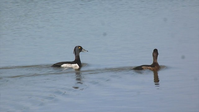 Tufted Duck - ML599471501