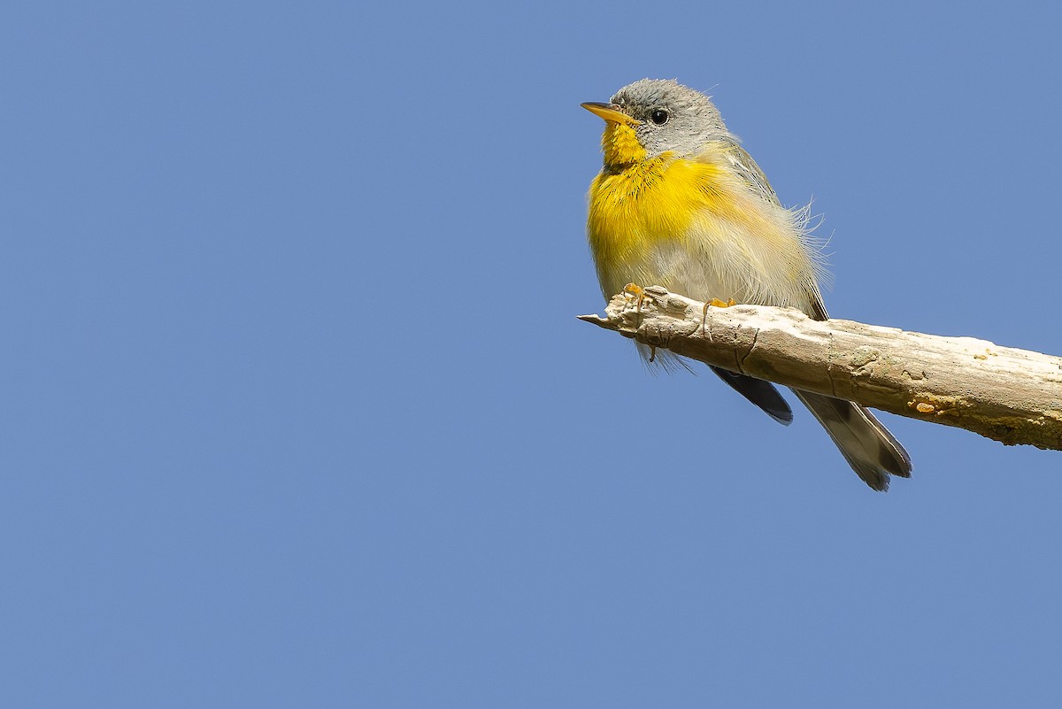 Northern Parula - ML599471511