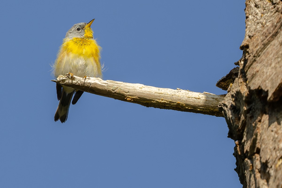 Northern Parula - ML599471521