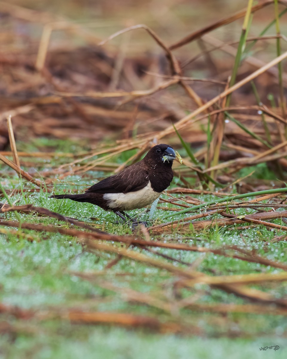 White-rumped Munia - ML599471891