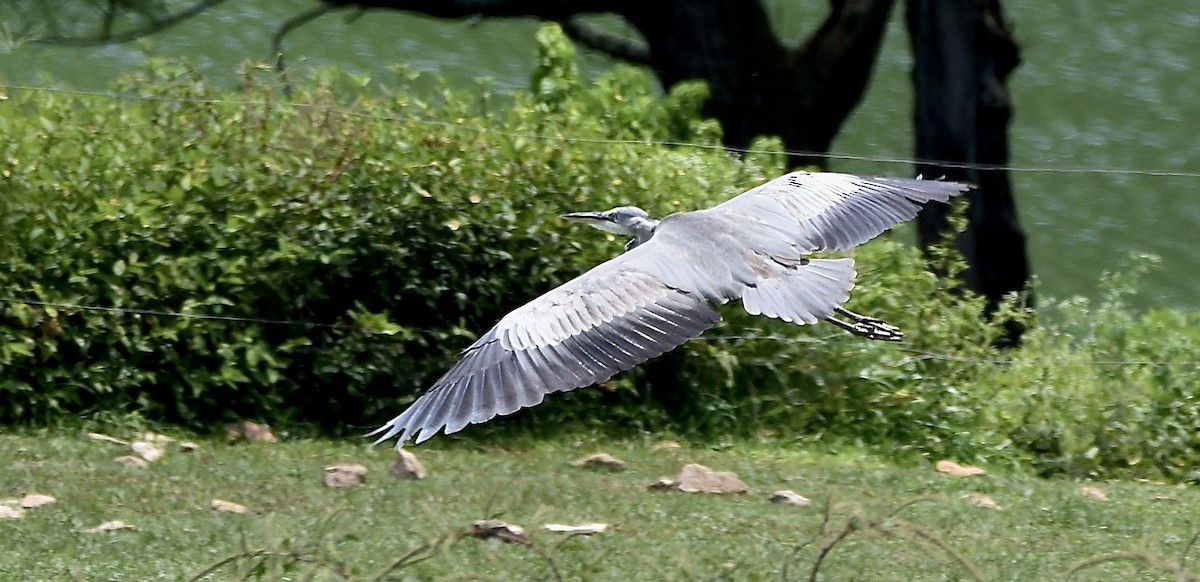 Gray Heron - ML599472271