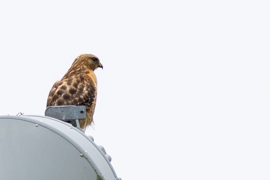Buteo sp. - ML599472301