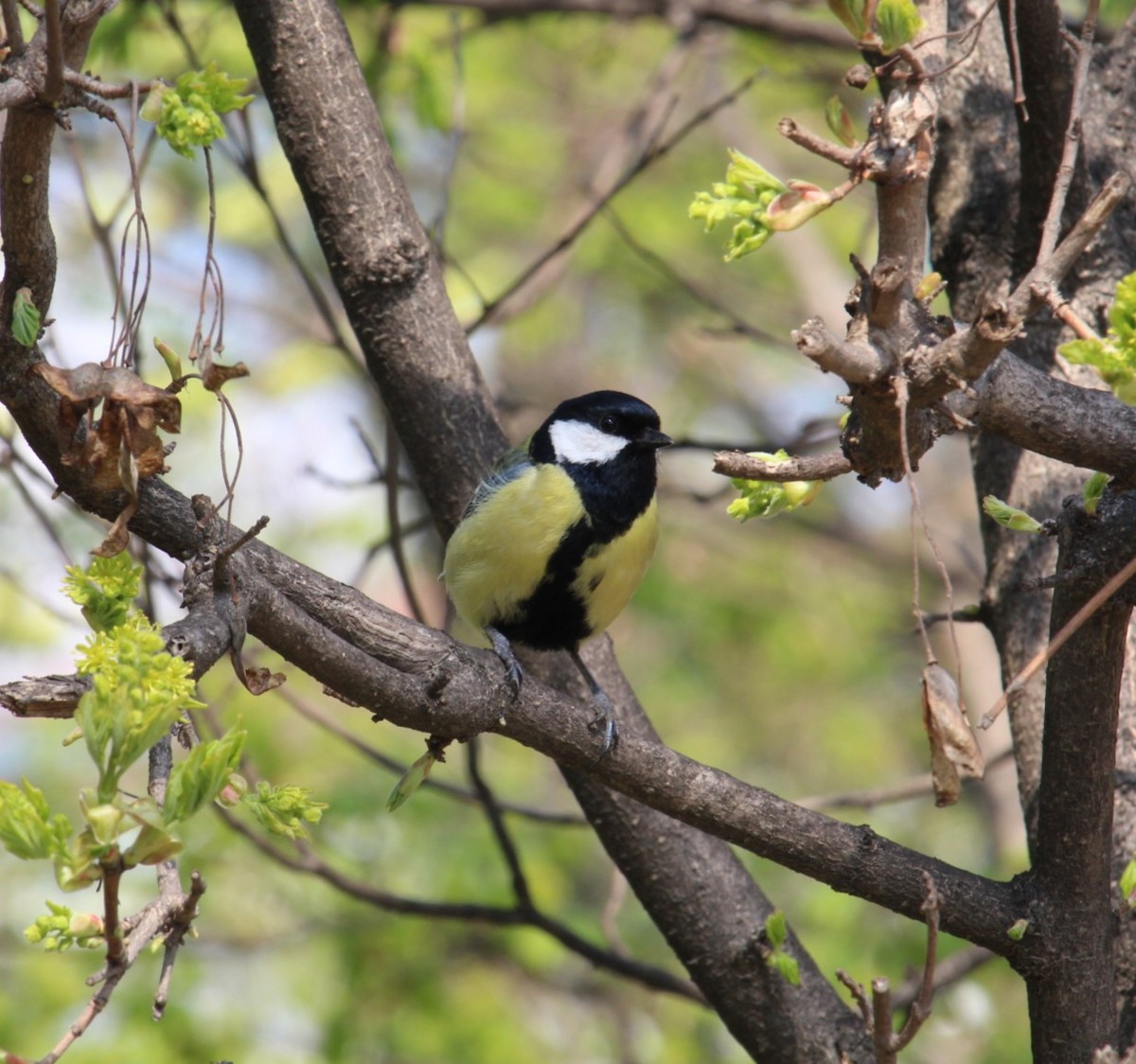 Great Tit - ML599473581