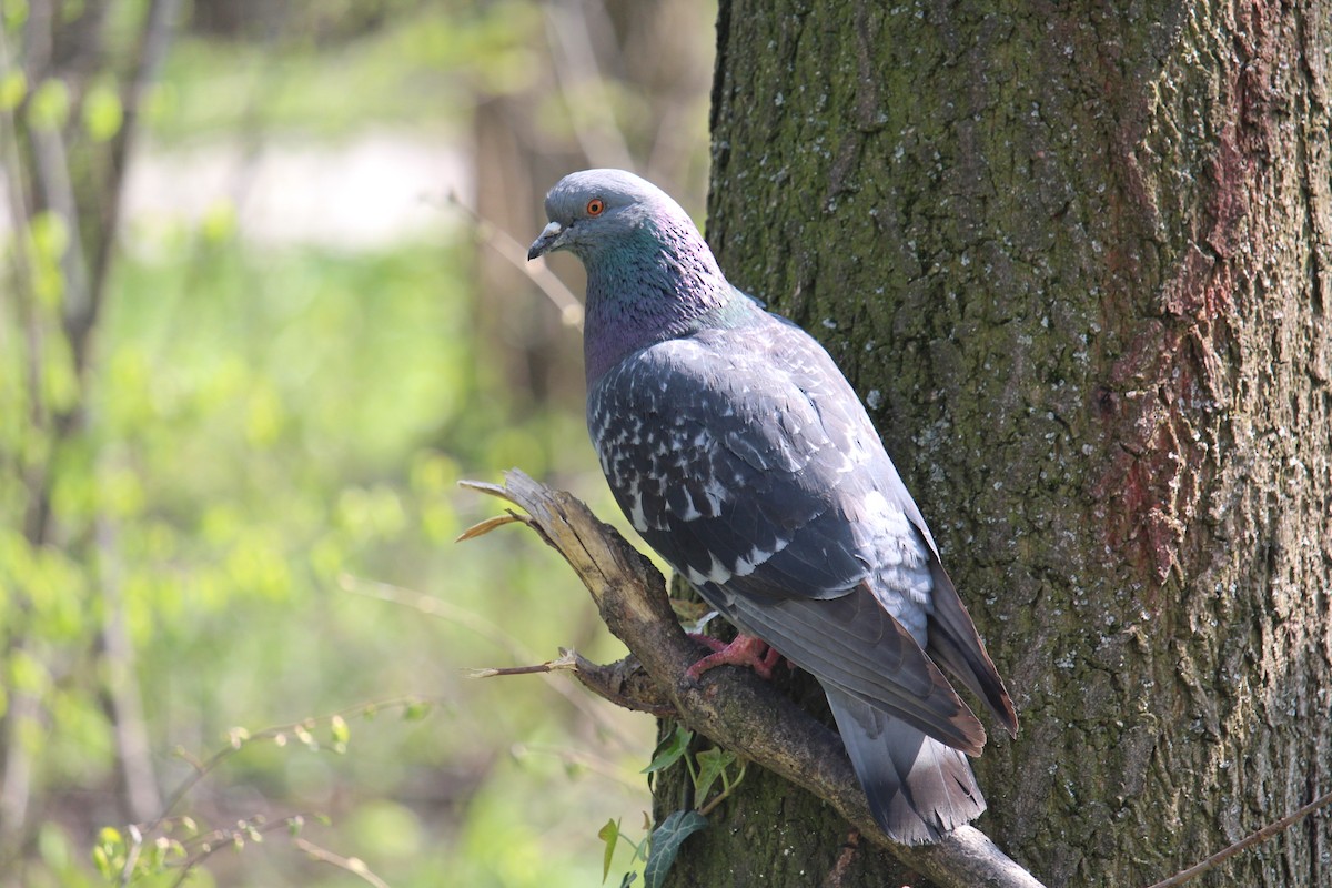 Rock Pigeon (Feral Pigeon) - ML599474001