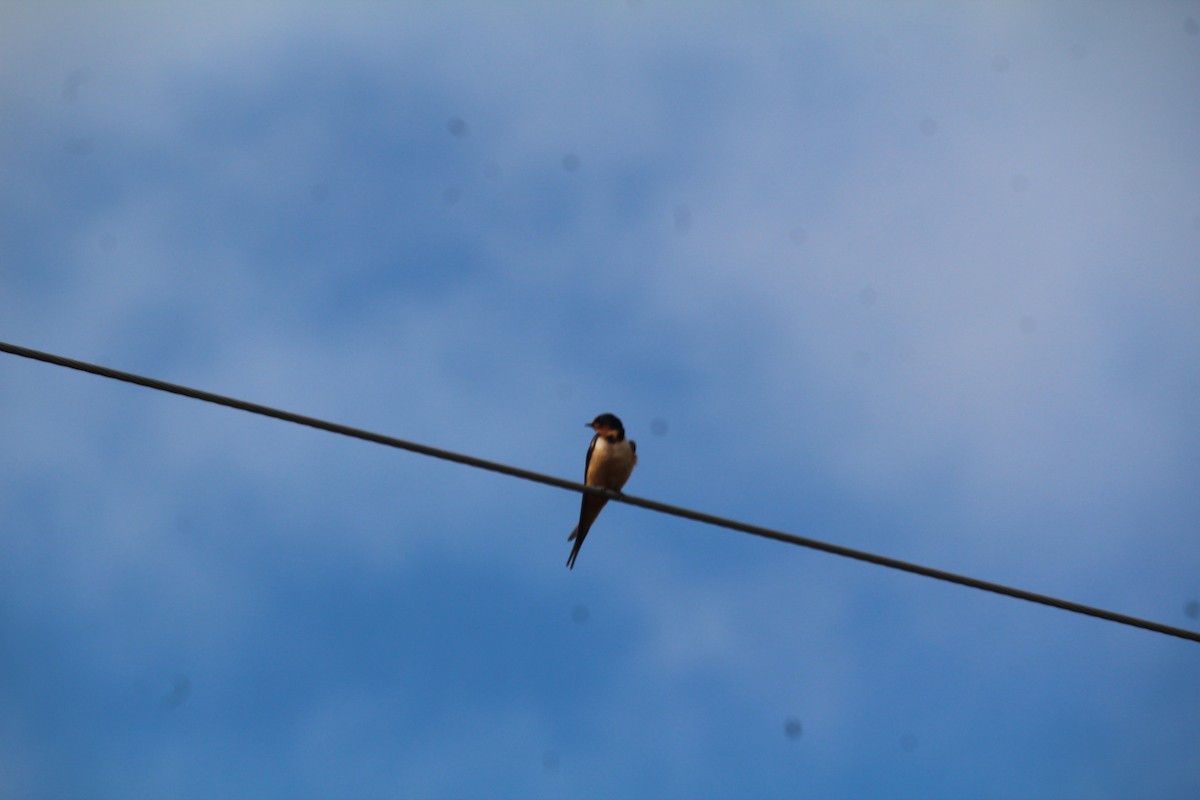 Barn Swallow - Ann Monk