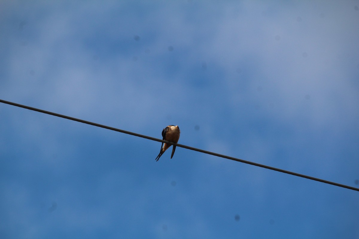 Barn Swallow - Ann Monk