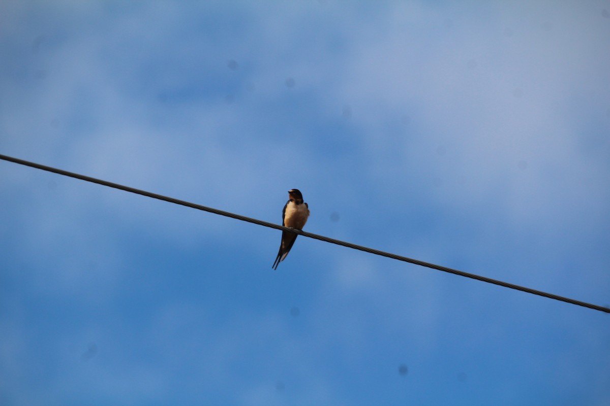 Barn Swallow - Ann Monk