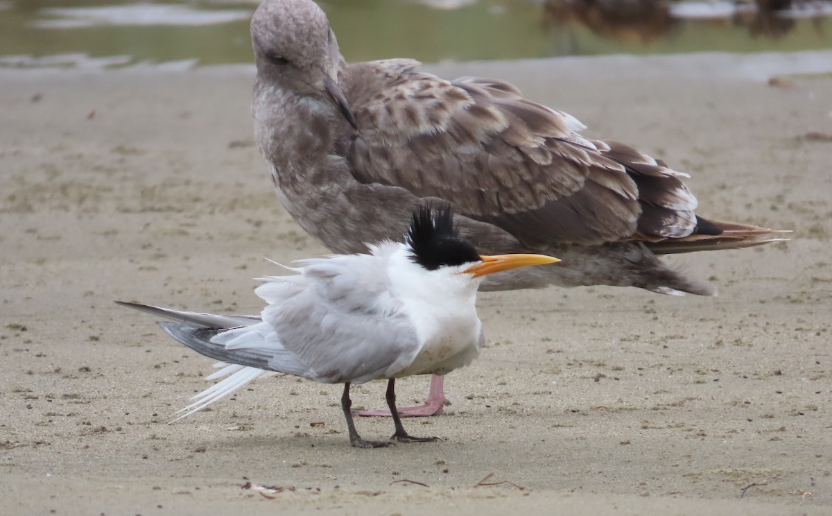 Elegant Tern - ML599474721