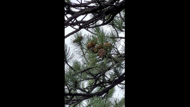 Red Crossbill (Ponderosa Pine or type 2) - ML599474841