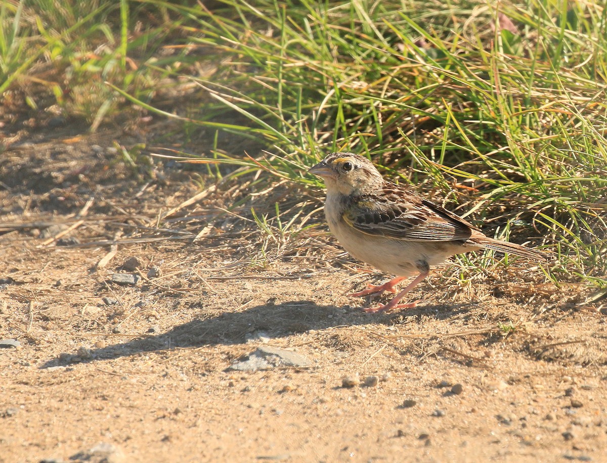 Grasshopper Sparrow - ML599475331