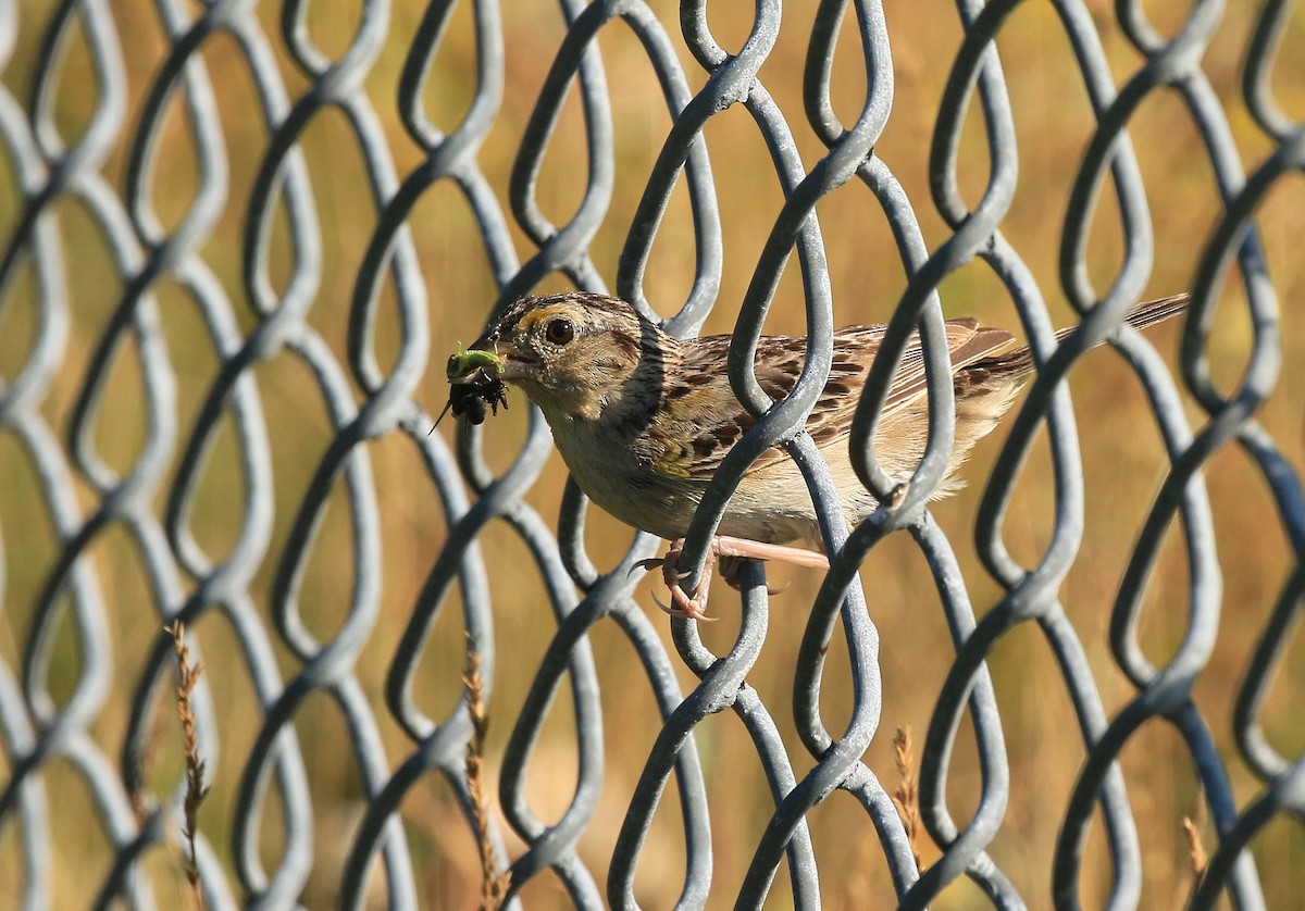 Grasshopper Sparrow - ML599475341