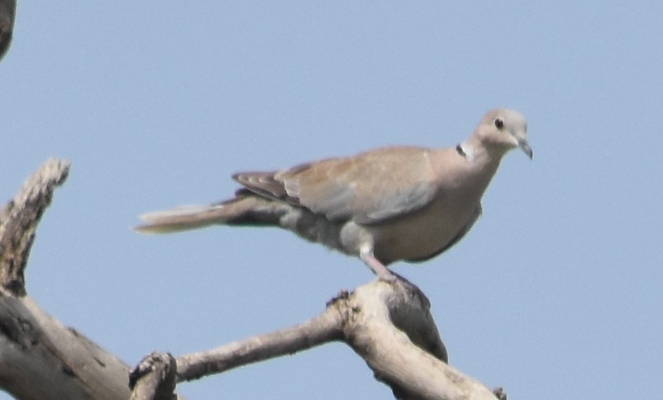 Eurasian Collared-Dove - ML599475781