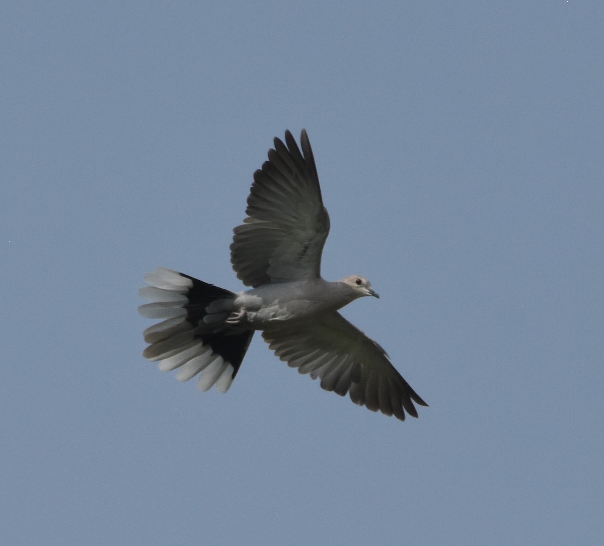 Eurasian Collared-Dove - ML599475791