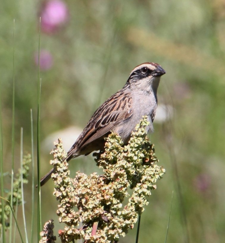 Striped Sparrow - FELIPE SAN MARTIN